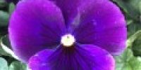 orvokki_ pure violet (XL)