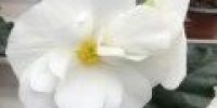 Mukulabegonia, valkoinen