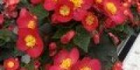 Ruusubegonia, keltapunainen