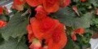 Ruusubegonia, oranssin punainen